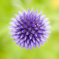 Abstract flower macro of a blue thistle Abstract flower macro of a blue thistle - PhotoDune Item for Sale