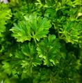 Curly parsley background. Plantation of greenery close-up. Food background of green parsley leaves, Curly parsley background. Plantation of greenery close-up. Food background of green parsley leaves, - PhotoDune Item for Sale