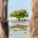Mangroves tree in the sea water in Abu Dhabi, UAE Mangroves tree in the sea water in Abu Dhabi, UAE - PhotoDune Item for Sale
