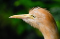 Portrait of a cattle egret. Close-up view of a cattle egret Portrait of a cattle egret. Close-up view of a cattle egret - PhotoDune Item for Sale
