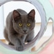 Grey young cat playing in cat tunnel toy Grey young cat playing in cat tunnel toy - PhotoDune Item for Sale