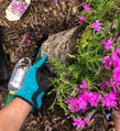 Closeup of woman gardening planting flowers in a flower bed with gardening gloves and tools in view Closeup of woman gardening planting flowers in a flower bed with gardening gloves and tools in view - PhotoDune Item for Sale