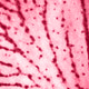 Trendy color 2023. Via magenta color background Trendy color 2023. Via magenta color background - PhotoDune Item for Sale
