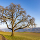 A large leafless tree near a path on a hill in sunlight A large leafless tree near a path on a hill in sunlight - PhotoDune Item for Sale