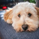 Cute Fluffy Cream Maltipoo Puppy Resting Chin on Edge of Sofa Cute Fluffy Cream Maltipoo Puppy Resting Chin on Edge of Sofa - PhotoDune Item for Sale