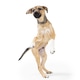 Cute Puppy Dog Standing Dancing Cute Puppy Dog Standing Dancing - PhotoDune Item for Sale