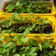 Young strawberry seedlings growing in yellow containers on a sunlit windowsill Young strawberry seedlings growing in yellow containers on a sunlit windowsill - PhotoDune Item for Sale
