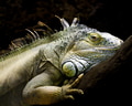 Close up of Green Iguana, Iguana iguana Close up of Green Iguana, Iguana iguana - PhotoDune Item for Sale