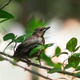 Young common blackbird Young common blackbird - PhotoDune Item for Sale
