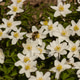 Bee pollinating white wood anemone flowers in spring forest Bee pollinating white wood anemone flowers in spring forest - PhotoDune Item for Sale