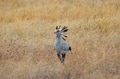The Secretary Bird is a large, primarily ground-dwelling bird of prey native to Africa The Secretary Bird is a large, primarily ground-dwelling bird of prey native to Africa - PhotoDune Item for Sale