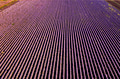 lavender vast lavender vast - PhotoDune Item for Sale