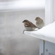 Sparrows on a Snowy Windowsill of an Urban House Sparrows on a Snowy Windowsill of an Urban House - PhotoDune Item for Sale