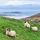 Sheep Grazing in a Grassy Field on the Coast in Scotland Sheep Grazing in a Grassy Field on the Coast in Scotland - PhotoDune Item for Sale