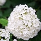 White green hydrangea blooms natural vertical floral wallpaper White green hydrangea blooms natural vertical floral wallpaper - PhotoDune Item for Sale