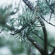 Pine needles in the morning dew Pine needles in the morning dew - PhotoDune Item for Sale