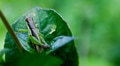 Grasshopper on a green fern in the wilderness Grasshopper on a green fern in the wilderness - PhotoDune Item for Sale