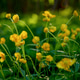 Blurred floral background with buttercups in the forest. Blurred floral background with buttercups in the forest. - PhotoDune Item for Sale
