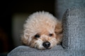 A fluffy, light-brown poodle peacefully rests its head on a cushion A fluffy, light-brown poodle peacefully rests its head on a cushion - PhotoDune Item for Sale