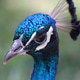 Peacock up close Peacock up close - PhotoDune Item for Sale