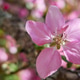 Apple tree flower in the garden. Apple tree flower in the garden. - PhotoDune Item for Sale