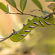 Caterpillar of Privet Hawk Moth Caterpillar of Privet Hawk Moth - PhotoDune Item for Sale