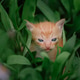 kitten on the grass kitten on the grass - PhotoDune Item for Sale