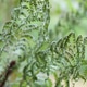 Dry and hot weather. Wilted plants in extreme heat. Selective focus Dry and hot weather. Wilted plants in extreme heat. Selective focus - PhotoDune Item for Sale