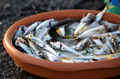 Freshly caught fish in a bucket of water at the Istanbul market Freshly caught fish in a bucket of water at the Istanbul market - PhotoDune Item for Sale