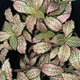 Pink and green leaves Pink and green leaves - PhotoDune Item for Sale