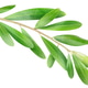 Isolated olive branch Isolated olive branch - PhotoDune Item for Sale