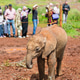 Baby Elephant in Nairobi, Kenya Baby Elephant in Nairobi, Kenya - PhotoDune Item for Sale