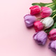 Colorful tulip flowers laying on a pink background Colorful tulip flowers laying on a pink background - PhotoDune Item for Sale