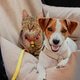 A joyful dog and a curious cat relaxing together in a cozy car seat during a road trip A joyful dog and a curious cat relaxing together in a cozy car seat during a road trip - PhotoDune Item for Sale