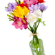 Blooming Freesia. Isolated on white background. Blooming Freesia. Isolated on white background. - PhotoDune Item for Sale