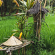 Balinese traditional straw hat on wicker bench in rice field Balinese traditional straw hat on wicker bench in rice field - PhotoDune Item for Sale