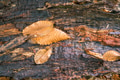Forest background with wet wood and yellow chestnut leaves Forest background with wet wood and yellow chestnut leaves - PhotoDune Item for Sale