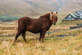 Icelandic horse standing on a field with village in the background Icelandic horse standing on a field with village in the background - PhotoDune Item for Sale