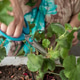 female hands with scissors trim a houseplant, flowers pelargonium, geranium female hands with scissors trim a houseplant, flowers pelargonium, geranium - PhotoDune Item for Sale