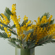 yellow Mimosa Bouquet in Green Glass Vase on Sage Background yellow Mimosa Bouquet in Green Glass Vase on Sage Background - PhotoDune Item for Sale