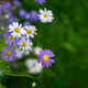 Beautiful blue Brachyscome iberidifolia (swan river daisy) flowers in the sunlight of a garden. Beautiful blue Brachyscome iberidifolia (swan river daisy) flowers in the sunlight of a garden. - PhotoDune Item for Sale