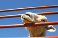 penned lamb penned lamb - PhotoDune Item for Sale