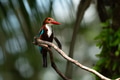 White throated kingfisher perching on tree branch White throated kingfisher perching on tree branch - PhotoDune Item for Sale
