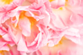 Soft Focus View on Pink peony Tulips. Flower background. Soft Focus View on Pink peony Tulips. Flower background. - PhotoDune Item for Sale