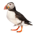 Atlantic Puffin or Common Puffin, Fratercula arctica, in front of white background Atlantic Puffin or Common Puffin, Fratercula arctica, in front of white background - PhotoDune Item for Sale