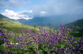 Scenic view of mountain meadow with lilac flowers in front Scenic view of mountain meadow with lilac flowers in front - PhotoDune Item for Sale