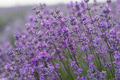 Lavender Lavender - PhotoDune Item for Sale