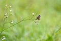 Butterfly on green leaf, nature blur background. Copy space. Butterfly on green leaf, nature blur background. Copy space. - PhotoDune Item for Sale