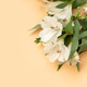 White alstroemeria blooms on soft peach background with lush green leaves White alstroemeria blooms on soft peach background with lush green leaves - PhotoDune Item for Sale