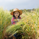 Farmer Inspecting Lodged Wheat Crop in Field Farmer Inspecting Lodged Wheat Crop in Field - PhotoDune Item for Sale